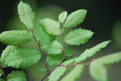 Zelkova carpinifolia - zelkova habrolistá - jarní větévka